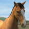 My Horse